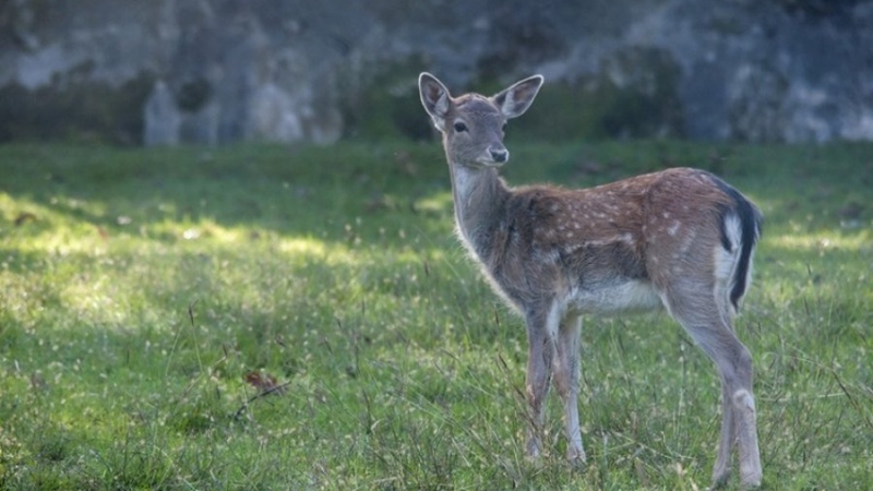   - Parco Giardino Sigurtà a Valeggio Sul Mincio 
